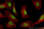 TFAP4 Antibody in Immunocytochemistry (ICC/IF)