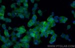 SNAP25 Antibody in Immunocytochemistry (ICC/IF)