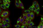 DGAT2 Antibody in Immunocytochemistry (ICC/IF)