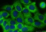 EFHD2 Antibody in Immunocytochemistry (ICC/IF)