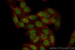 SMARCA4/BRG1 Antibody in Immunocytochemistry (ICC/IF)
