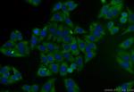 EGLN3 Antibody in Immunocytochemistry (ICC/IF)