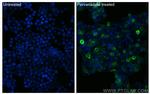 Phospho-SYK (Tyr323) Antibody in Immunocytochemistry (ICC/IF)