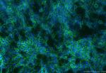 NCAM1/CD56 Antibody in Immunocytochemistry (ICC/IF)