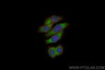 RPL29 Antibody in Immunocytochemistry (ICC/IF)