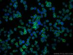 CD28 Antibody in Immunocytochemistry (ICC/IF)