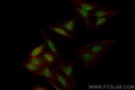 NCOA4 Antibody in Immunocytochemistry (ICC/IF)