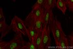 TBX20 Antibody in Immunocytochemistry (ICC/IF)