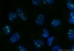 RPP30 Antibody in Immunocytochemistry (ICC/IF)