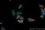HTRA2 Antibody in Immunocytochemistry (ICC/IF)