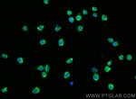 CD4 Antibody in Immunocytochemistry (ICC/IF)
