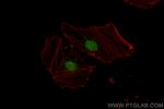 PSMD1 Antibody in Immunocytochemistry (ICC/IF)