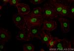 TRIM21 Antibody in Immunocytochemistry (ICC/IF)