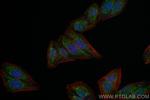LONP1 Antibody in Immunocytochemistry (ICC/IF)