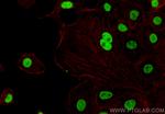 TMEM53 Antibody in Immunocytochemistry (ICC/IF)