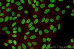GAR1 Antibody in Immunocytochemistry (ICC/IF)