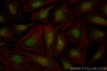 INTS4 Antibody in Immunocytochemistry (ICC/IF)