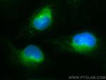 GPSN2 Antibody in Immunocytochemistry (ICC/IF)