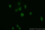 KMT2C Antibody in Immunocytochemistry (ICC/IF)