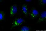 Flotillin 1 Antibody in Immunocytochemistry (ICC/IF)