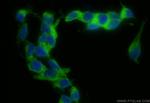 Synaptotagmin-1 Antibody in Immunocytochemistry (ICC/IF)