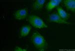 LPXN Antibody in Immunocytochemistry (ICC/IF)