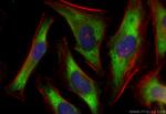 Bif-1 Antibody in Immunocytochemistry (ICC/IF)