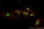 CSNK2A1 Antibody in Immunocytochemistry (ICC/IF)