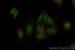 SMAD2 Antibody in Immunocytochemistry (ICC/IF)