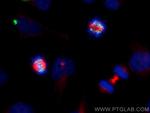 HEC1/HEC/NDC80 Antibody in Immunocytochemistry (ICC/IF)