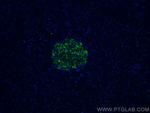 Ins1 Antibody in Immunohistochemistry (Paraffin) (IHC (P))