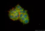 NEU2 Antibody in Immunocytochemistry (ICC/IF)