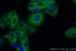 HSP90 Antibody in Immunocytochemistry (ICC/IF)