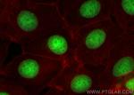 Histone H1.0 Antibody in Immunocytochemistry (ICC/IF)