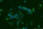 KIF5A Antibody in Immunocytochemistry (ICC/IF)