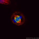 PRC1 Antibody in Immunocytochemistry (ICC/IF)