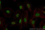RREB1 Antibody in Immunocytochemistry (ICC/IF)