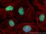 RNF40 Antibody in Immunocytochemistry (ICC/IF)