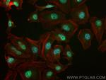 PCF11 Antibody in Immunocytochemistry (ICC/IF)