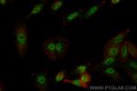 GLI2 Antibody in Immunocytochemistry (ICC/IF)