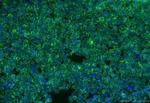 SELPLG/CD162 Antibody in Immunocytochemistry (ICC/IF)