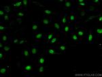 PAX8 Antibody in Immunocytochemistry (ICC/IF)
