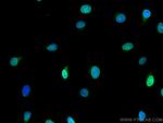 Emerin Antibody in Immunocytochemistry (ICC/IF)