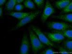 Calnexin Antibody in Immunocytochemistry (ICC/IF)