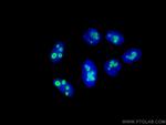 DDX21 Antibody in Immunocytochemistry (ICC/IF)