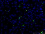 HO-1/HMOX1 Antibody in Immunohistochemistry (Paraffin) (IHC (P))