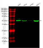 Cytokeratin 18 Antibody in Western Blot (WB)