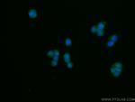 PLEK2 Antibody in Immunocytochemistry (ICC/IF)