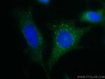 IFITM3 Antibody in Immunocytochemistry (ICC/IF)