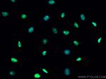 Cyclin E2 Antibody in Immunocytochemistry (ICC/IF)